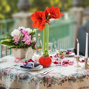 Amaryllis Waxed Bulb Red with Red Flowers